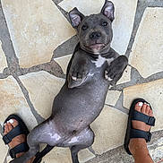Aïko a rejoint le concours — aidez-le/la à gagner de superbes lots ! puppy, dog, playful, gray_dog, stone_floor, feet, sandals, toenails, white_nail_polish, lying_down, pet, cute, outdoor, paws, smiling, young_dog, relaxed, person, anklet, tattoo