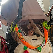 Osiris a rejoint le concours — aidez-le/la à gagner de superbes lots ! cat, hairless_cat, sphynx_cat, pet, animal, stroller, pet_stroller, plush_blanket, toy, colorful_toys, orange_toy, indoor, home, furniture, seated, portrait, looking_at_camera, ears, green_eyes, cozy