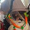 cat, hairless_cat, sphynx_cat, pet, animal, stroller, pet_stroller, plush_blanket, toy, colorful_toys, orange_toy, indoor, home, furniture, seated, portrait, looking_at_camera, ears, green_eyes, cozy