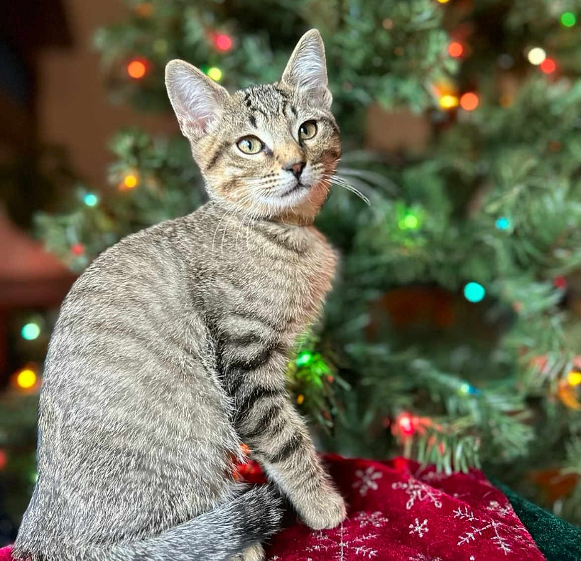 Cosmo