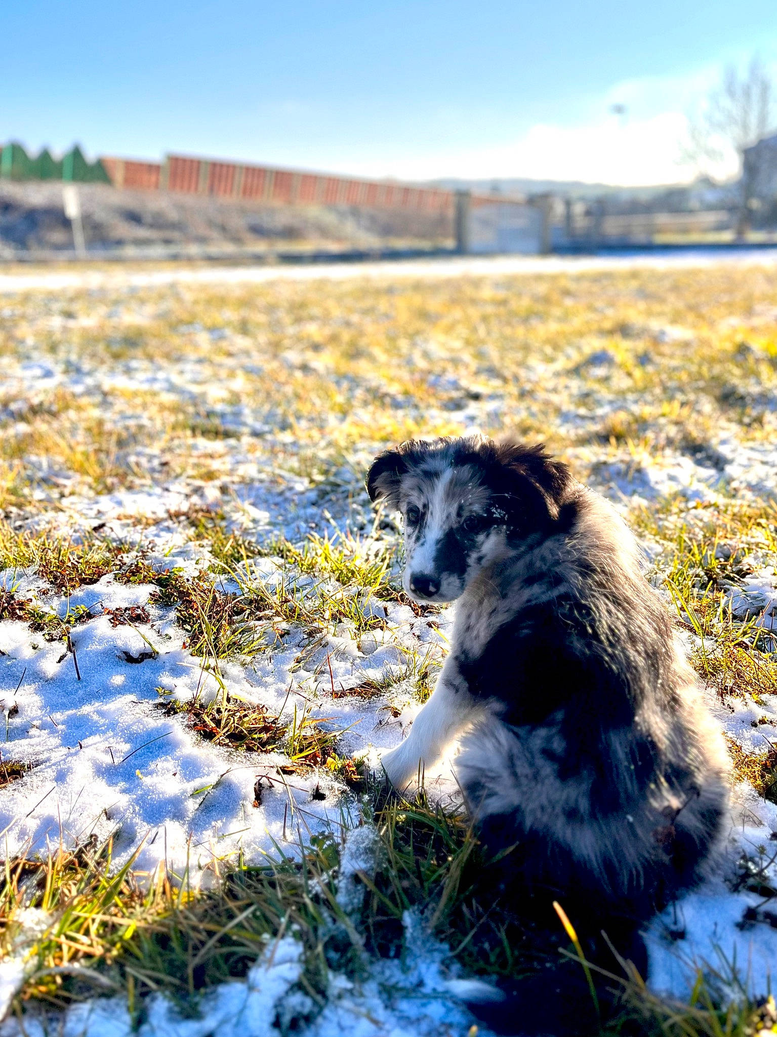 Azzu participe au concours pour gagner de l'argent avec cette photo : carnivore, cloud, dog, dog_breed, fawn, freezing, frost, grass, grassland, landscape, natural_landscape, nature, plant, sky, snow, sporting_group, tree, wilderness, winter, wood