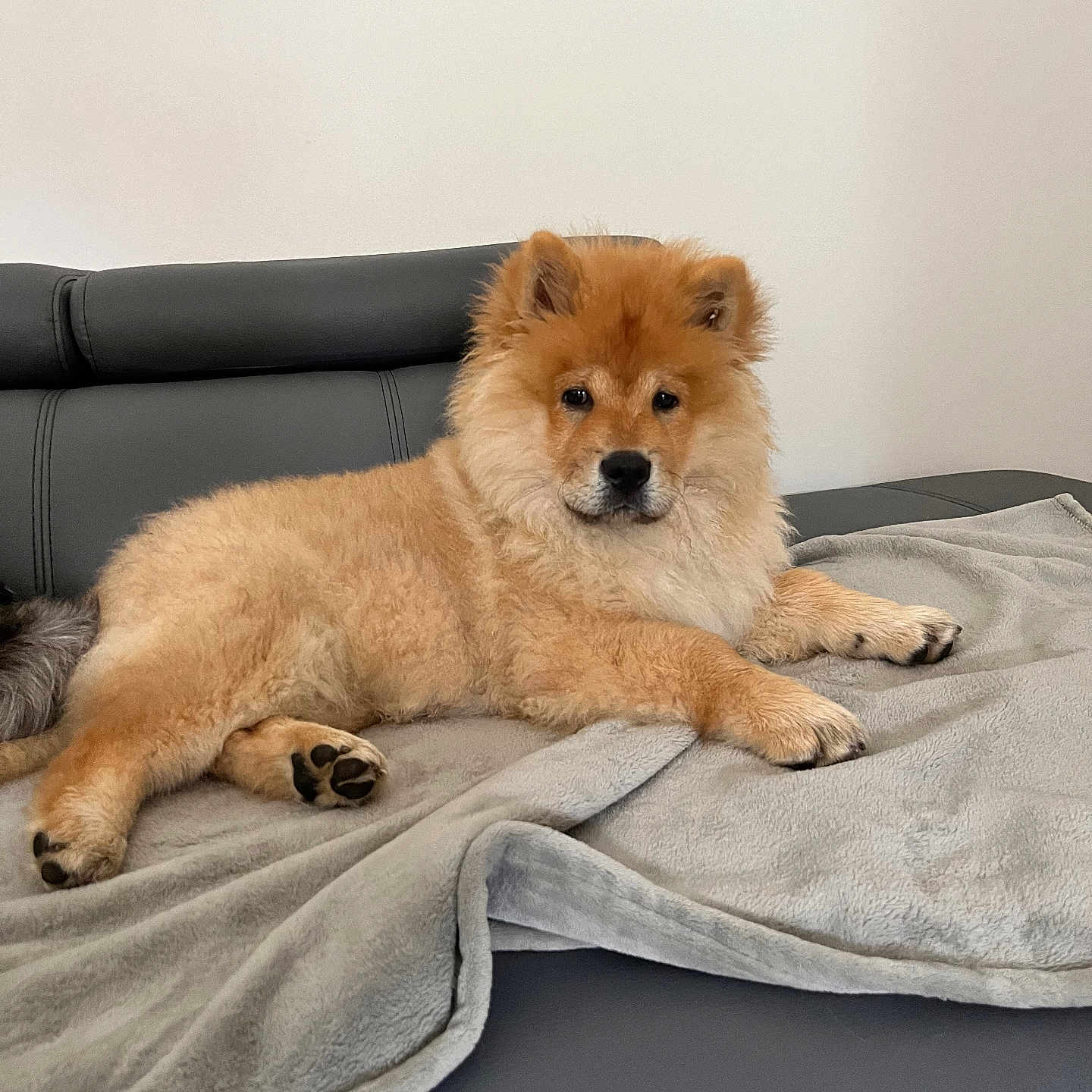Kuma a rejoint le concours — aidez-le/la à gagner de superbes lots ! animal, bed, blanket, canine, chow, collie, couch, dog, dogbed, furniture, indoors, interiordesign, pet, puppy