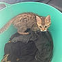 kitten, cat, laundry_basket, clothes, jeans, couch, indoor, pet, curious, tabby, whiskers, feline, young, small, household, fabric, relaxing, person, casual, exploration