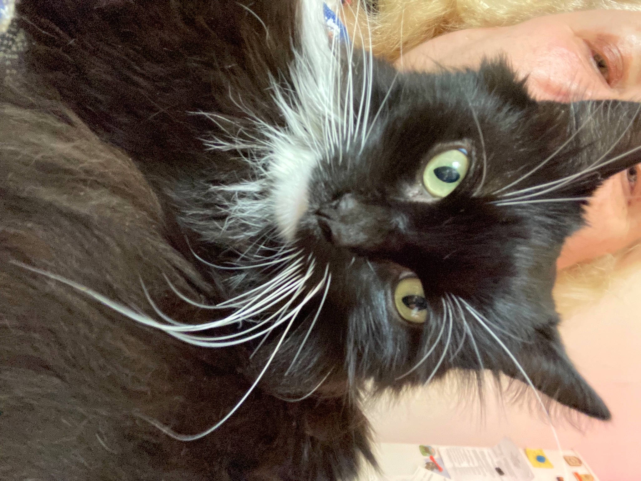 Chaussette participe au concours pour gagner de l'argent avec cette photo : black_cat, carnivore, cat, claw, comfort, domestic_short_haired_cat, ear, felidae, fur, gesture, iris, paw, small_to_medium_sized_cats, snout, tail, terrestrial_animal, whiskers