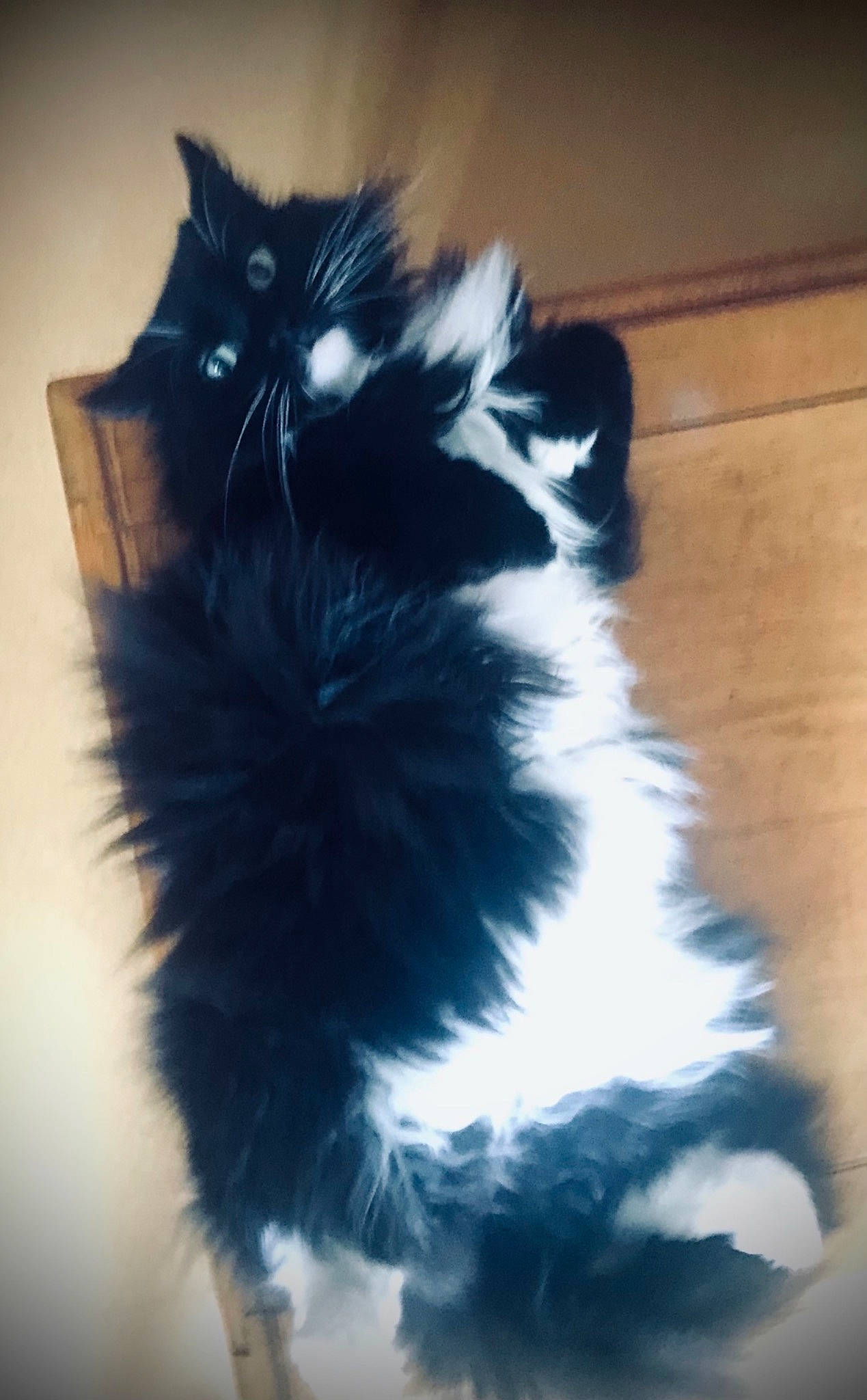 Chaussette a rejoint le concours — aidez-le/la à gagner de superbes lots ! carnivore, cat, claw, electric_blue, felidae, flooring, fur, hardwood, paw, plant, shadow, small_to_medium_sized_cats, snout, tail, terrestrial_animal, tree, whiskers, window, wood