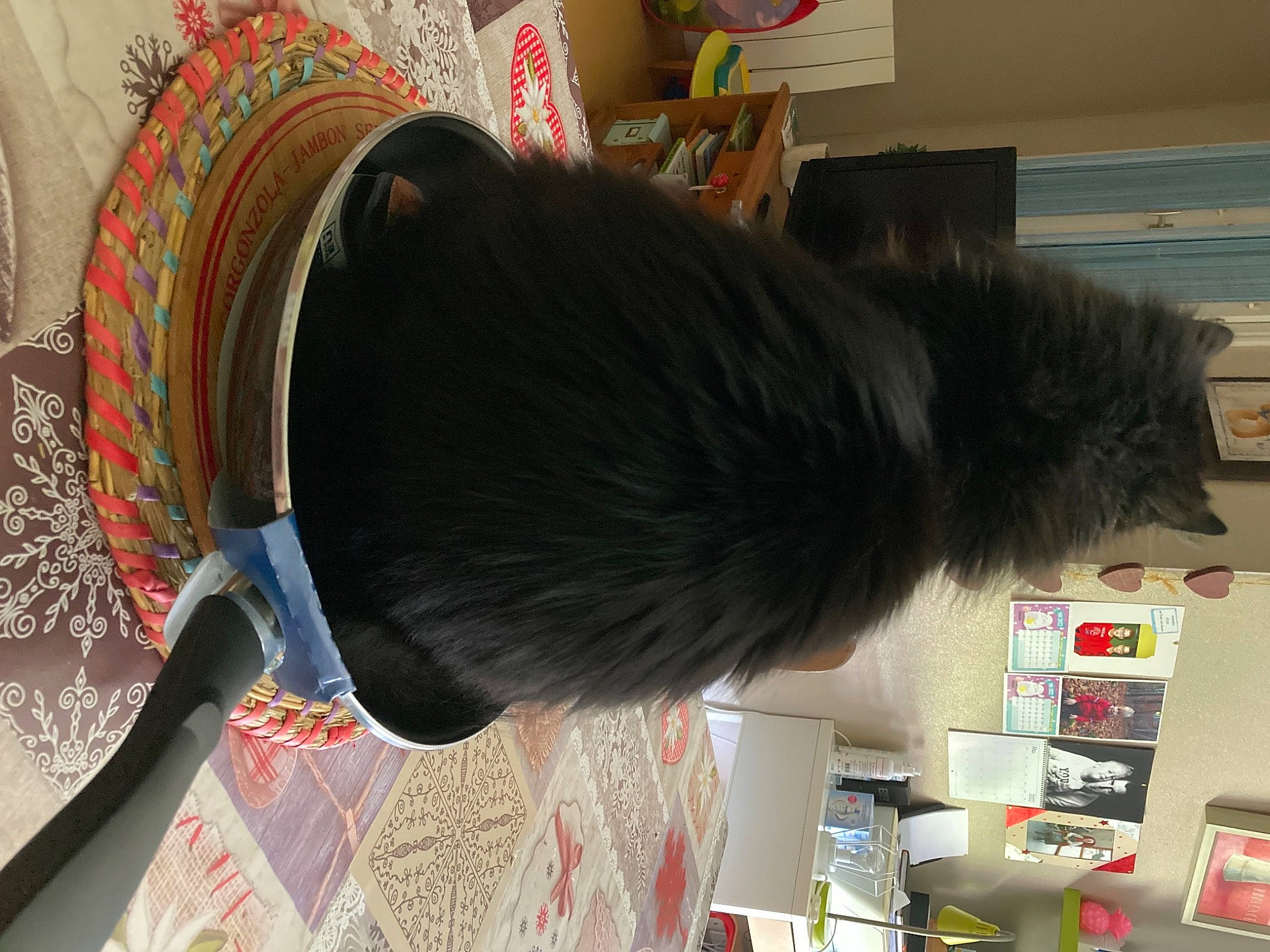 Chaussette participe au concours pour gagner de l'argent avec cette photo : art, carmine, companion_dog, costume_hat, drum, fashion_accessory, feather, flooring, fur, pattern, room, shelf, shelving, small_to_medium_sized_cats, tail, thread, visual_arts, wool