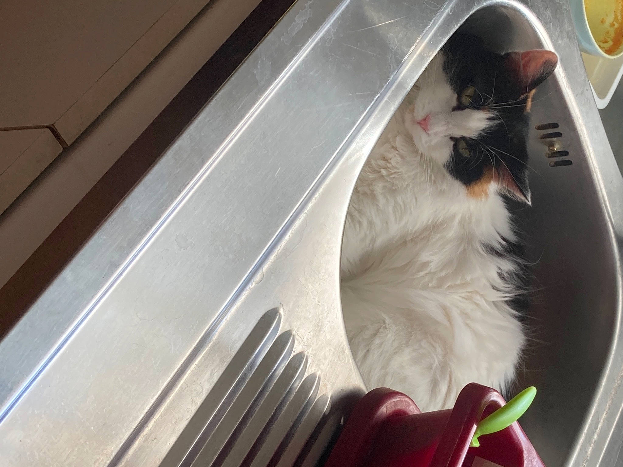 Framboise participe au concours pour gagner de l'argent avec cette photo : auto_part, automotive_design, automotive_exterior, automotive_window_part, carnivore, cat, companion_dog, felidae, fur, glass, motor_vehicle, personal_luxury_car, small_to_medium_sized_cats, tail, tints_and_shades, vehicle_door, whiskers, window, windscreen_wiper, windshield