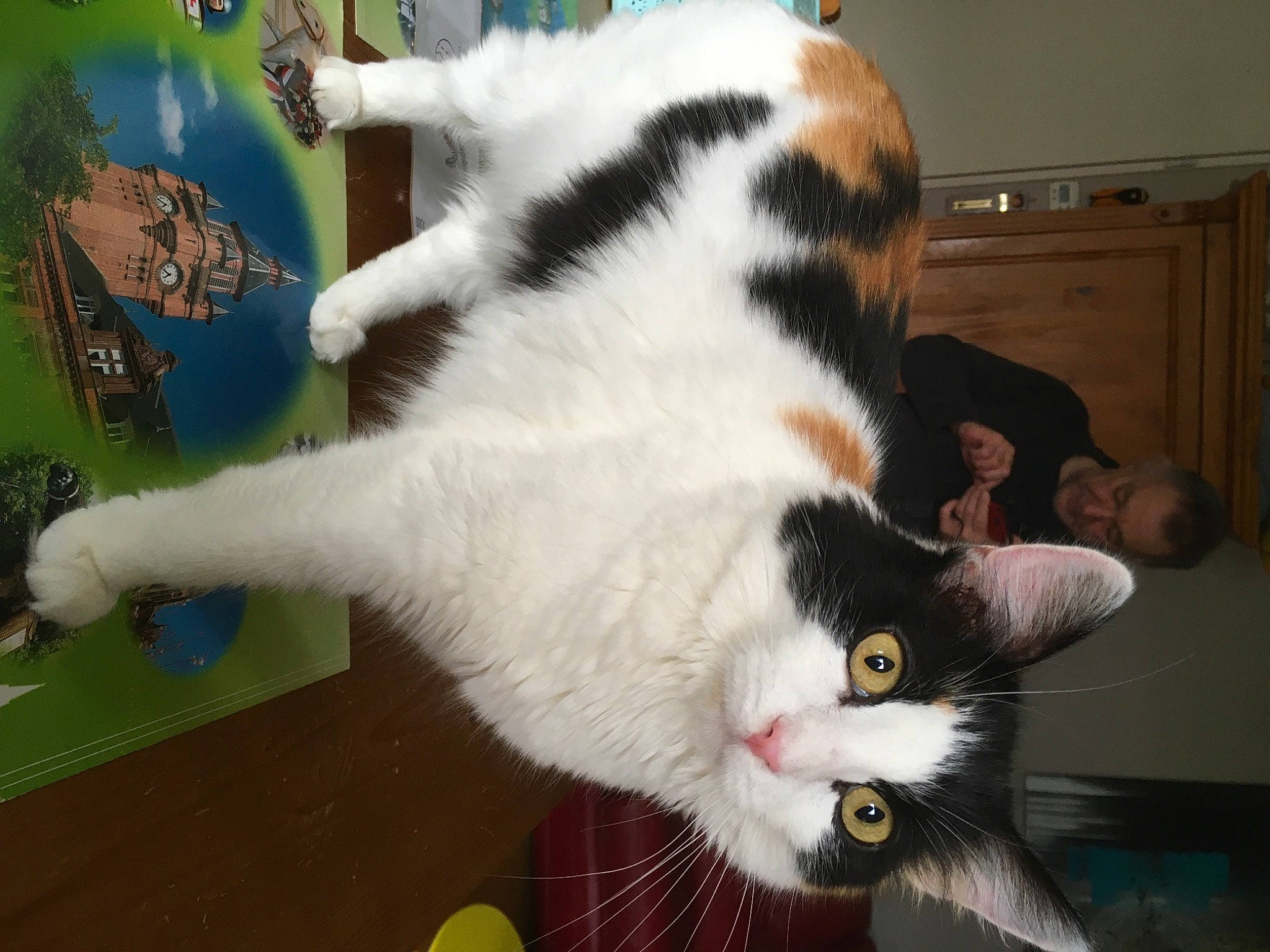 Framboise participe au concours pour gagner de l'argent avec cette photo : cabinetry, carnivore, cat, claw, comfort, domestic_short_haired_cat, felidae, flooring, fur, paw, small_to_medium_sized_cats, snout, tail, terrestrial_animal, whiskers