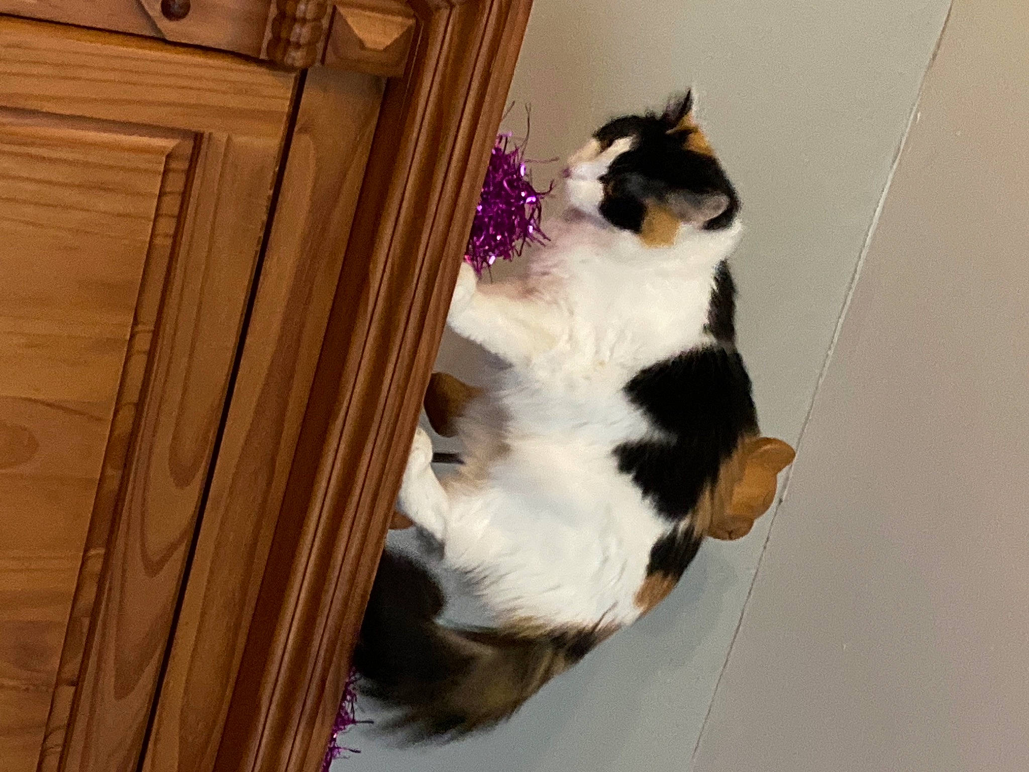 Framboise participe au concours pour gagner de l'argent avec cette photo : brown, cabinetry, canidae, carnivore, cat, chest_of_drawers, dog_breed, domestic_short_haired_cat, door, felidae, flooring, formal_wear, fur, hardwood, small_to_medium_sized_cats, snout, tail, whiskers, wood, wood_stain