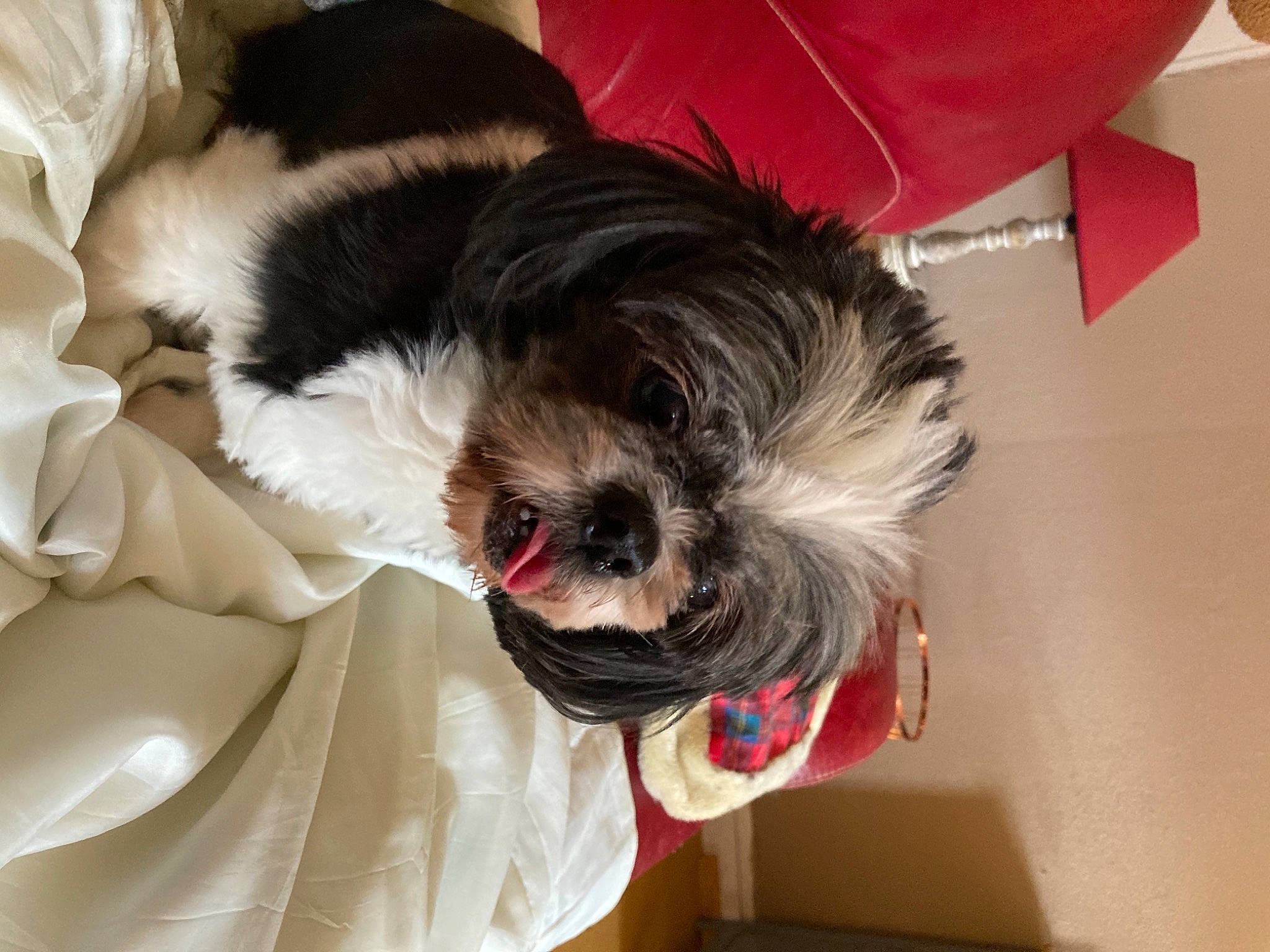 Gaia a rejoint le concours — aidez-le/la à gagner de superbes lots ! canidae, carnivore, comfort, companion_dog, dog, dog_breed, dog_supply, fur, liver, mal_shi, maltepoo, pet_supply, shih_poo, shih_tzu, small_terrier, snout, sporting_group, terrier, toy_dog, working_animal