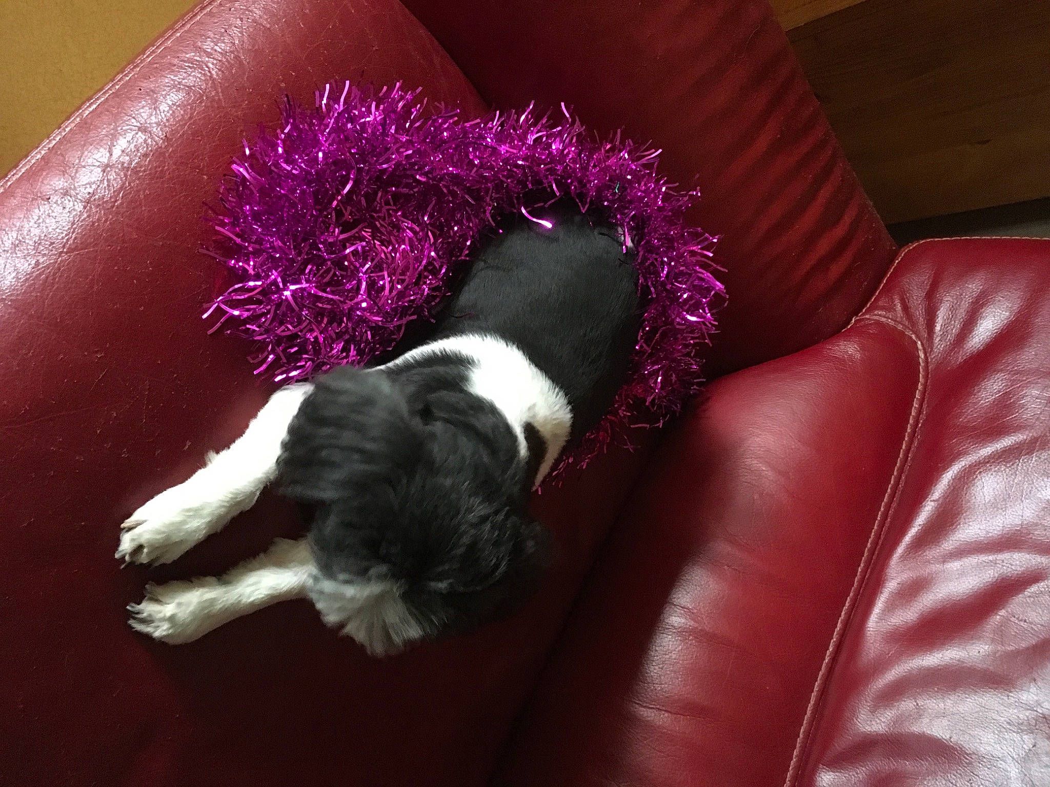 Gaia participe au concours pour gagner de l'argent avec cette photo : canidae, carmine, carnivore, comfort, companion_dog, couch, dog, dog_breed, dog_collar, dog_supply, fashion_accessory, fur, liver, magenta, pet_supply, purple, sporting_group, studio_couch, tail, toy_dog