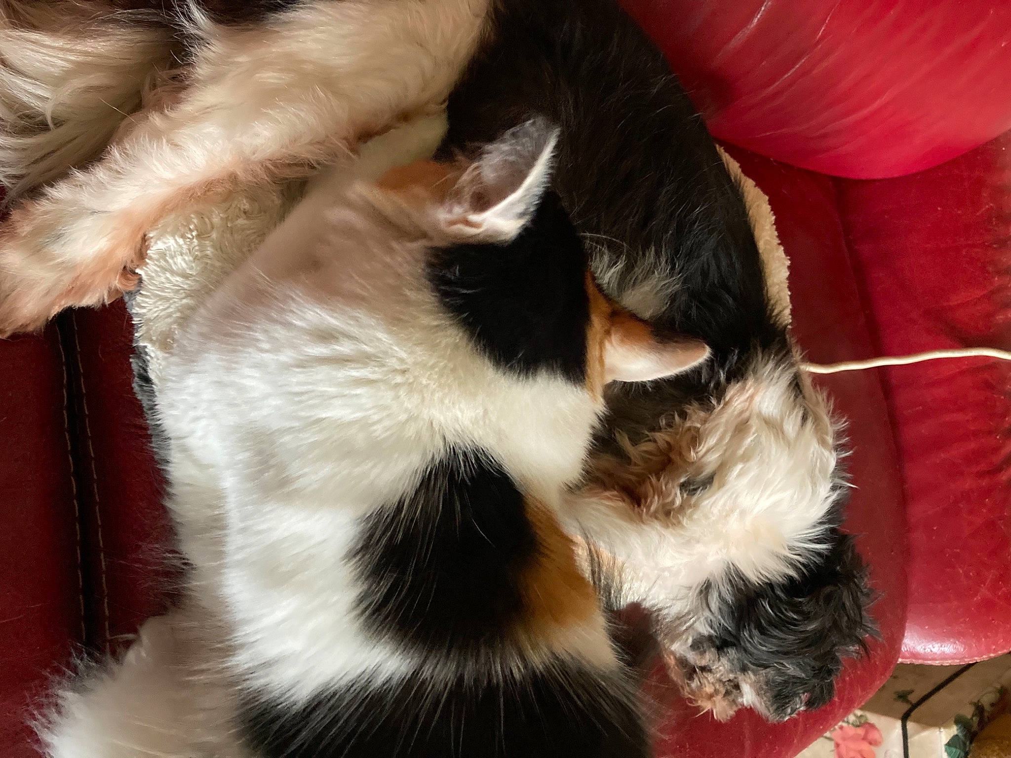 Gaia participe au concours pour gagner de l'argent avec cette photo : balinese, canidae, carnivore, cat, claw, close_up, comfort, companion_dog, dog_breed, fawn, felidae, foot, fur, human_leg, paw, small_to_medium_sized_cats, snout, sporting_group, tail, whiskers