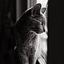 Sammy is registered to the contest to win money with this photo: cat, animal, pet, window, black_and_white, portrait, fur, whiskers, side_view, looking_out, domestic_cat, indoor, soft_light, blurred_background, mammal, alone, curious, quiet, feline, closeup