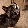 cat, black_cat, green_eyes, whiskers, pet, animal, feline, close_up, indoor, curious, looking_up, soft_light, portrait, fur, cute, domestic_cat, mammal, focus, background_pattern, ears