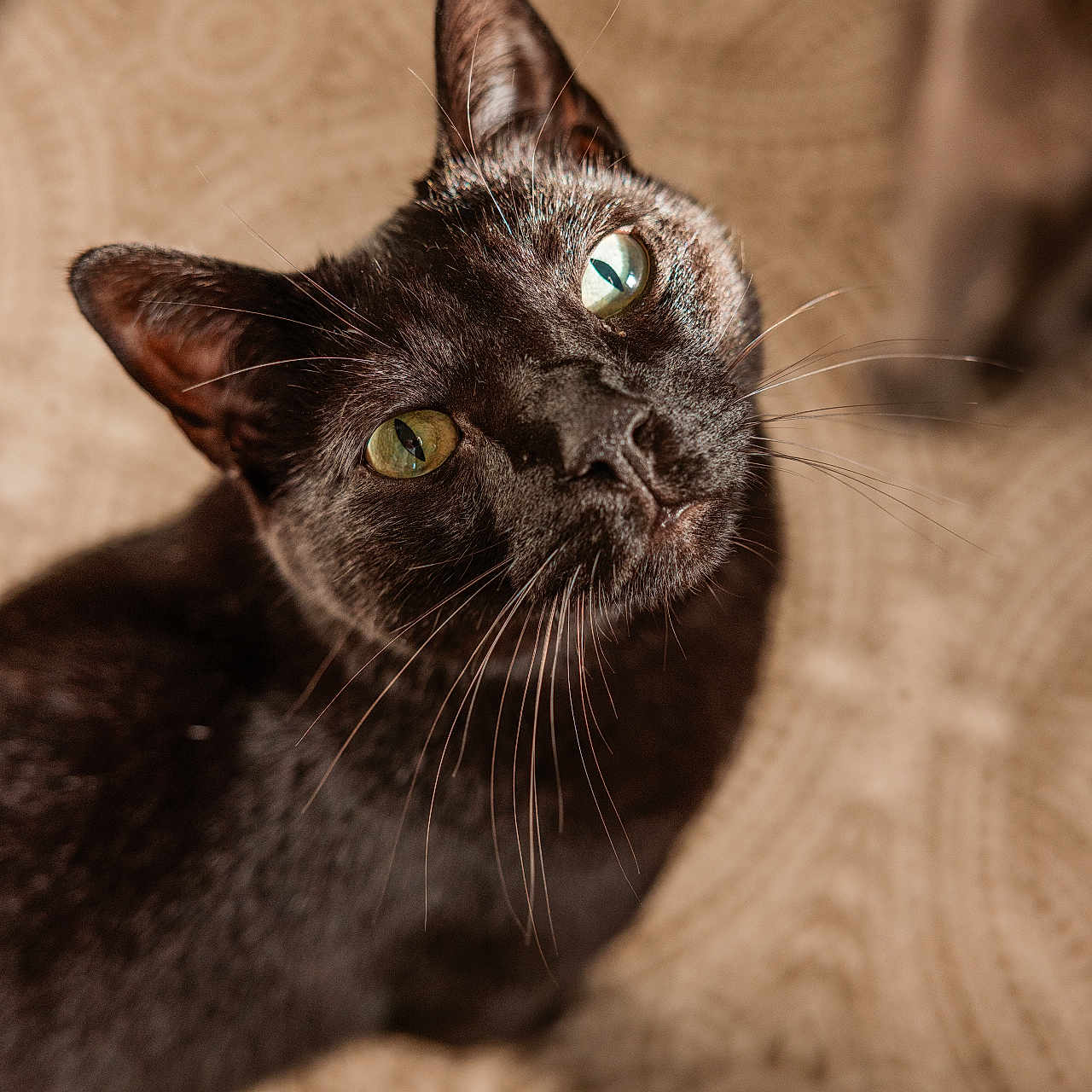 Sammy joined the competition — help win amazing prizes! animal, background_pattern, black_cat, cat, close_up, curious, cute, domestic_cat, ears, feline, focus, fur, green_eyes, indoor, looking_up, mammal, pet, portrait, soft_light, whiskers