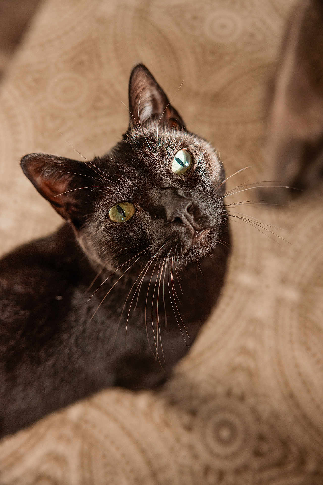 Sammy joined the competition — help win amazing prizes! cat, black_cat, green_eyes, whiskers, pet, animal, feline, close_up, indoor, curious, looking_up, soft_light, portrait, fur, cute, domestic_cat, mammal, focus, background_pattern, ears