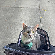 Ellen joined the competition — help win amazing prizes! cat, gray_cat, white_cat, pet_stroller, harness, outdoor, sidewalk, concrete, animal, pet, feline, curious, sitting, plaid, closeup, daylight, street, green_eyes, domestic_cat, leisure