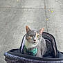 cat, gray_cat, white_cat, pet_stroller, harness, outdoor, sidewalk, concrete, animal, pet, feline, curious, sitting, plaid, closeup, daylight, street, green_eyes, domestic_cat, leisure