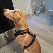 Kain joined the competition — help win amazing prizes! animal, appliance, attentive, collar, dog, domestic, door, fabric, floor, flooring, harness, house, indoor, kitchen, light, looking_up, pet, pile, sitting, tan