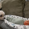 Aemond is registered to the contest to win money with this photo: animal, baby, blanket, child, comfort, couch, cozy, curious, cute, dog, face, fur, indoors, infant, pattern, pet, resting, small_dog, soft, swaddle