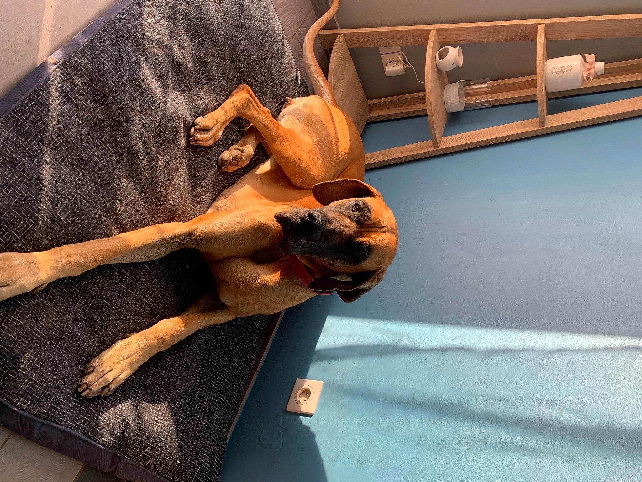 Pretty a rejoint le concours — aidez-le/la à gagner de superbes lots ! art, carnivore, comfort, companion_dog, couch, dog_breed, elbow, fawn, gesture, head, human_body, human_leg, knee, sculpture, tail, thigh, trunk, wood, working_animal, wrist