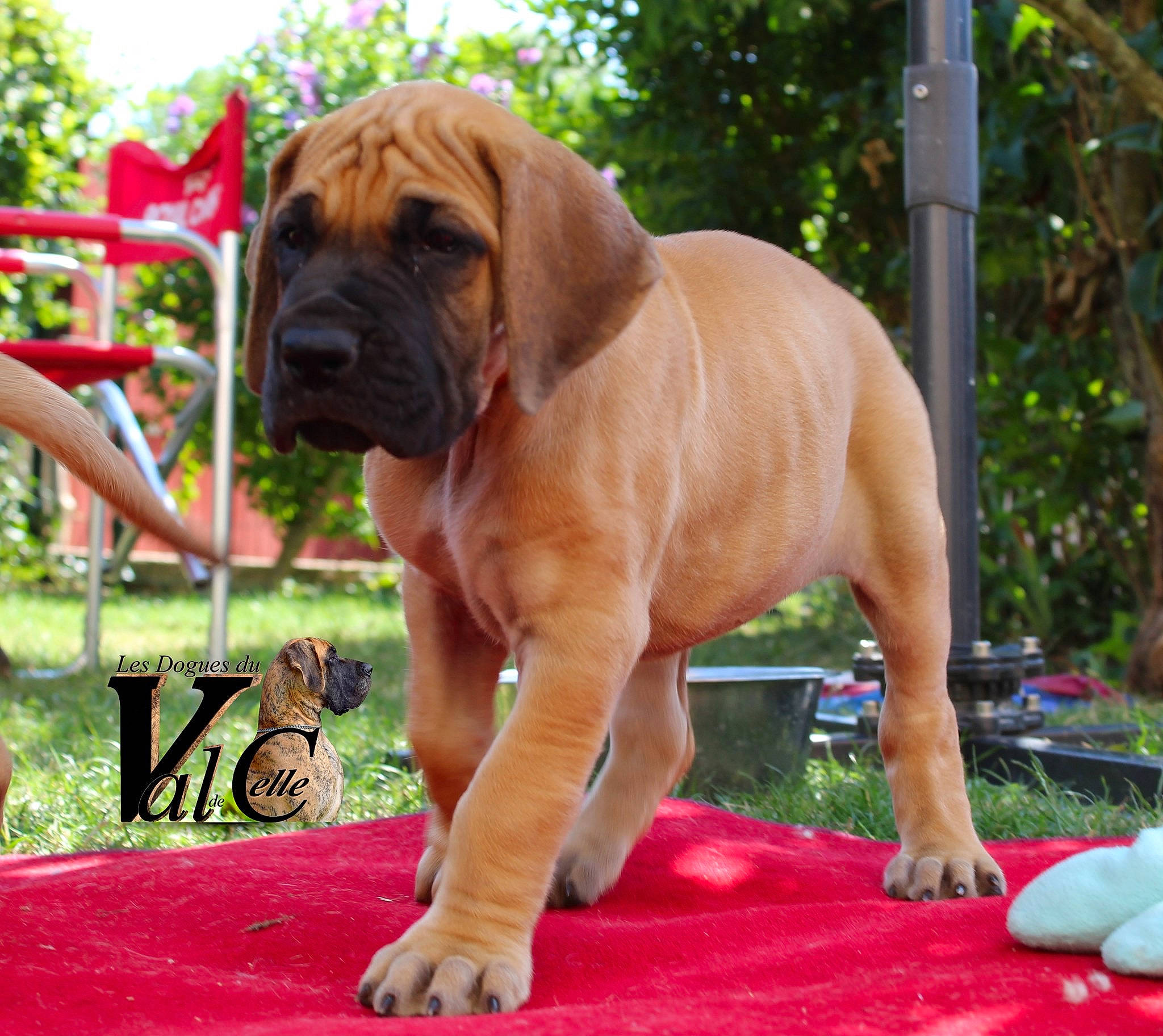 Pretty a rejoint le concours — aidez-le/la à gagner de superbes lots ! biting, canidae, carnivore, collar, companion_dog, dog, dog_breed, dog_collar, dog_supply, fawn, grass, leisure, liver, plant, snout, sporting_group, tree, working_animal, working_dog, wrinkle