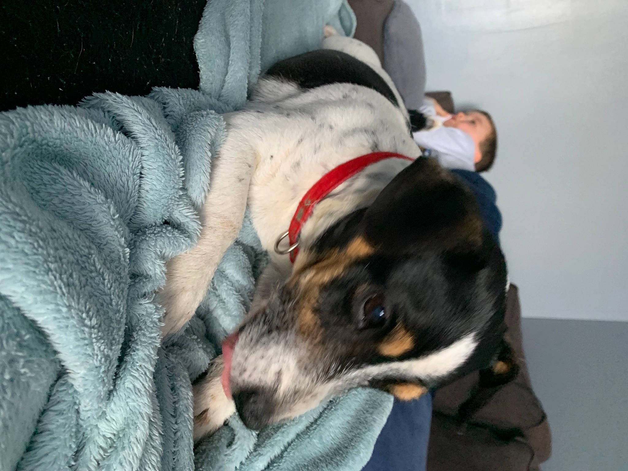 Diksy participe au concours pour gagner de l'argent avec cette photo : canidae, carnivore, collar, comfort, companion_dog, couch, dog, dog_breed, dog_collar, dog_supply, fawn, fur, guard_dog, leash, linens, snout, sporting_group, tail, whiskers, working_animal