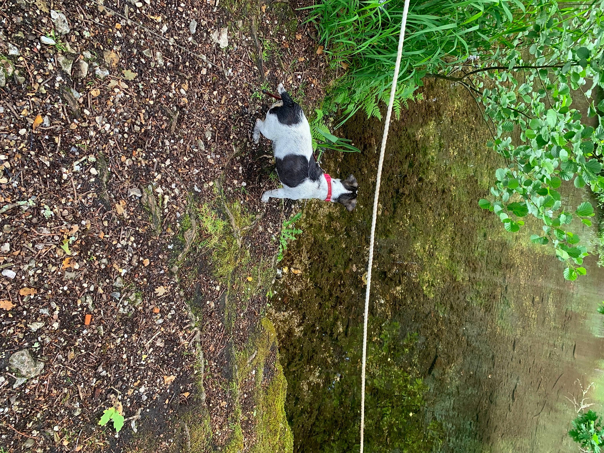 Diksy participe au concours pour gagner de l'argent avec cette photo : canidae, cat, forest, grass, groundcover, jungle, landscape, leaf, plant, recreation, shadow, shrub, slope, soil, sporting_group, spring, tail, temperate_broadleaf_and_mixed_forest, tree, wildlife
