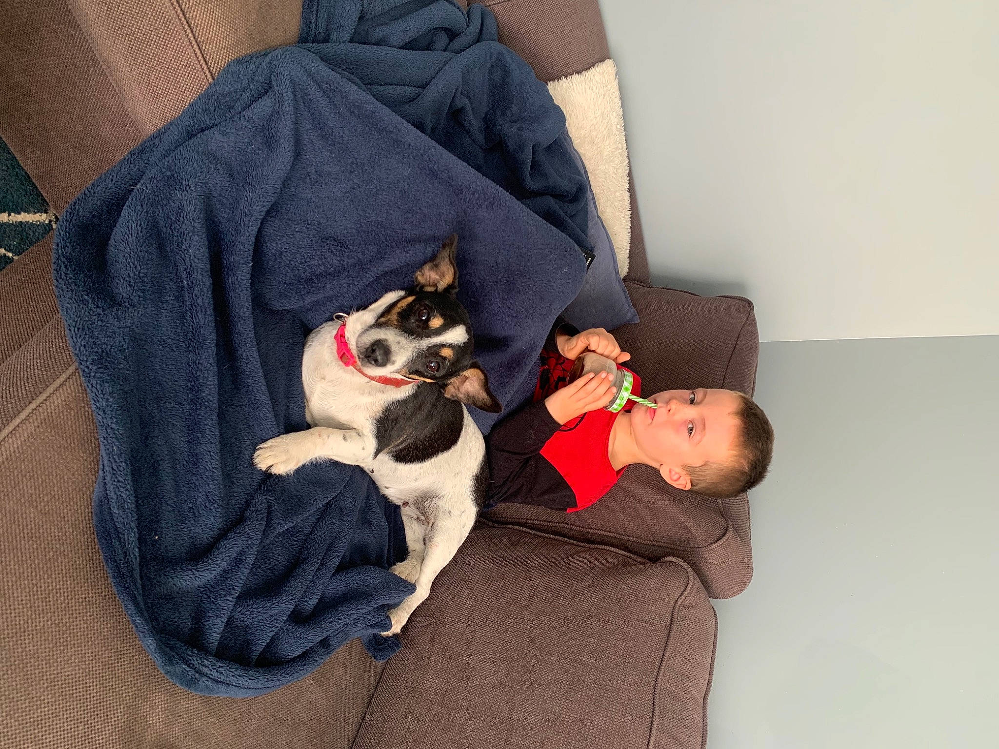 Diksy participe au concours pour gagner de l'argent avec cette photo : canidae, carnivore, comfort, companion_dog, couch, dog, dog_breed, fawn, felidae, fur, human_leg, knee, lap, nap, paw, sitting, small_to_medium_sized_cats, sporting_group, thigh, toy_dog