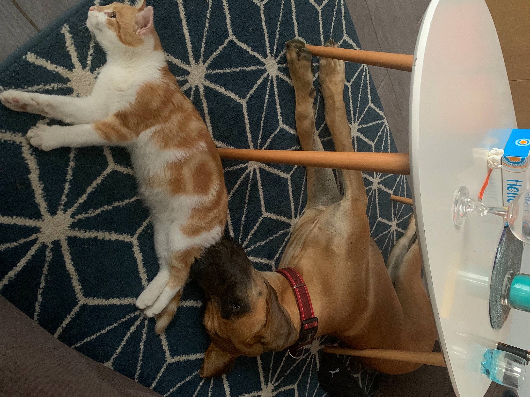 Rio a rejoint le concours — aidez-le/la à gagner de superbes lots ! animal_shelter, carnivore, cat, claw, dog_breed, domestic_short_haired_cat, fawn, felidae, flooring, fur, gas, hardwood, paw, pet_supply, small_to_medium_sized_cats, snout, sporting_group, tail, whiskers, wood