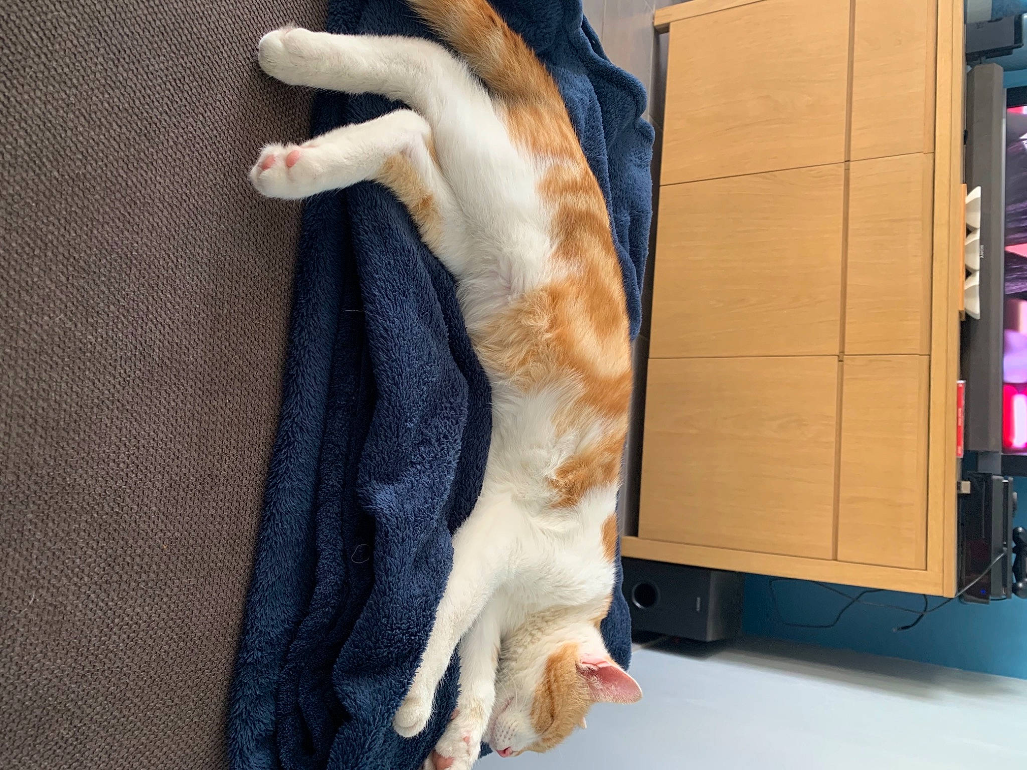 Rio a rejoint le concours — aidez-le/la à gagner de superbes lots ! box, carnivore, cat, comfort, companion_dog, dog_breed, fawn, felidae, foot, fur, gesture, human_leg, pet_supply, relocation, shipping_box, small_to_medium_sized_cats, snout, sporting_group, tail, whiskers