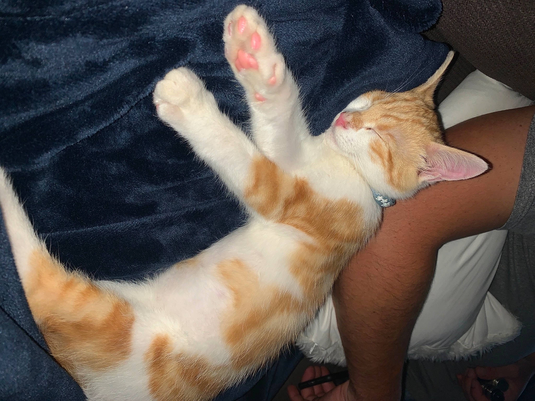 Rio participe au concours pour gagner de l'argent avec cette photo : carnivore, cat, comfort, companion_dog, dog_breed, fawn, felidae, finger, foot, gesture, human_leg, lap, leg, nail, small_to_medium_sized_cats, tail, textile, thigh, thumb, whiskers