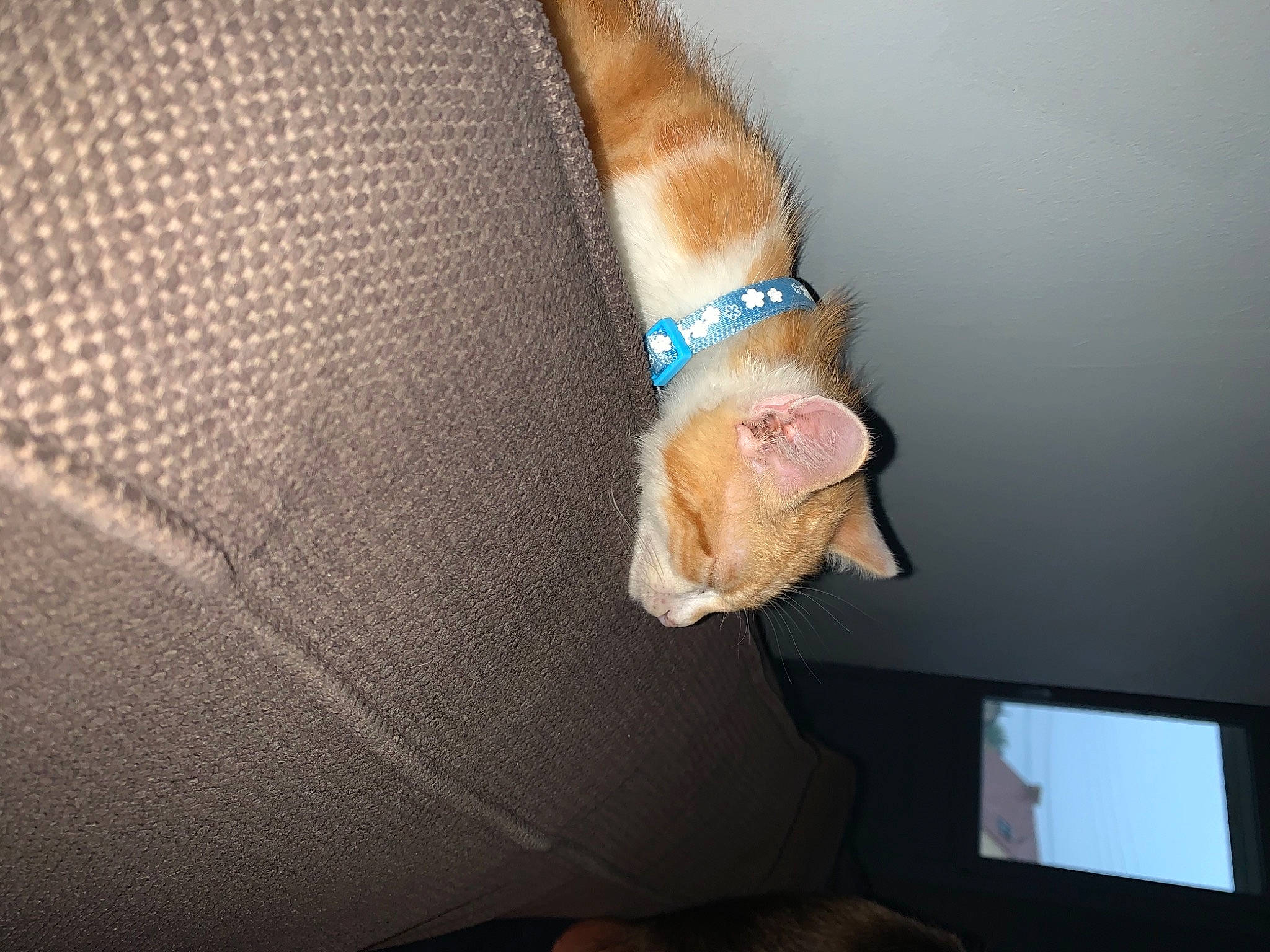 Rio participe au concours pour gagner de l'argent avec cette photo : brown, carnivore, cat, comfort, companion_dog, couch, dog, dog_breed, fawn, felidae, foot, gesture, human_leg, leg, nail, small_to_medium_sized_cats, snout, tail, whiskers, wood