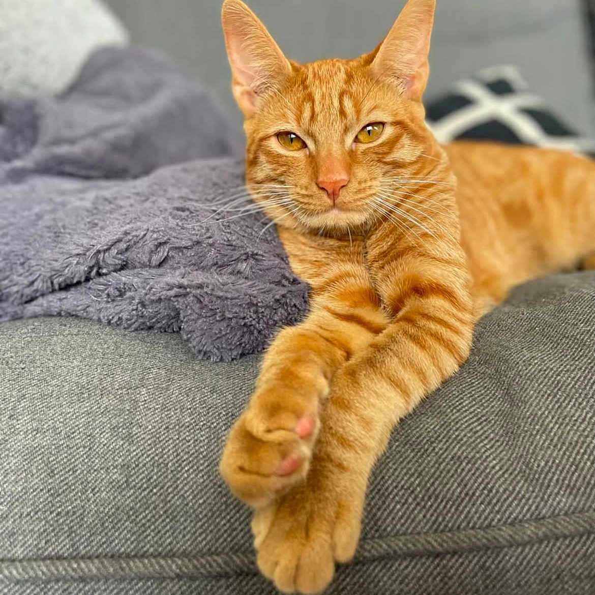 Milo participe au concours pour gagner de l'argent avec cette photo : abyssinian, animal, blanket, cat, couch, cushion, furniture, homedecor, kitten, manx, pet