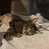 cat, kitten, tabby, sleeping, sleepy, resting, pet, animal, furry, striped_fur, closed_eyes, paws, whiskers, ears, towel, soft_blanket, cozy, indoor, pet_carrier, portrait