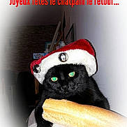 Maki a rejoint le concours — aidez-le/la à gagner de superbes lots ! black_cat, carnivoran, cat, cat_like_mammal, christmas_ornament, font, kitten, photo_caption, small_to_medium_sized_cats, snout, whiskers