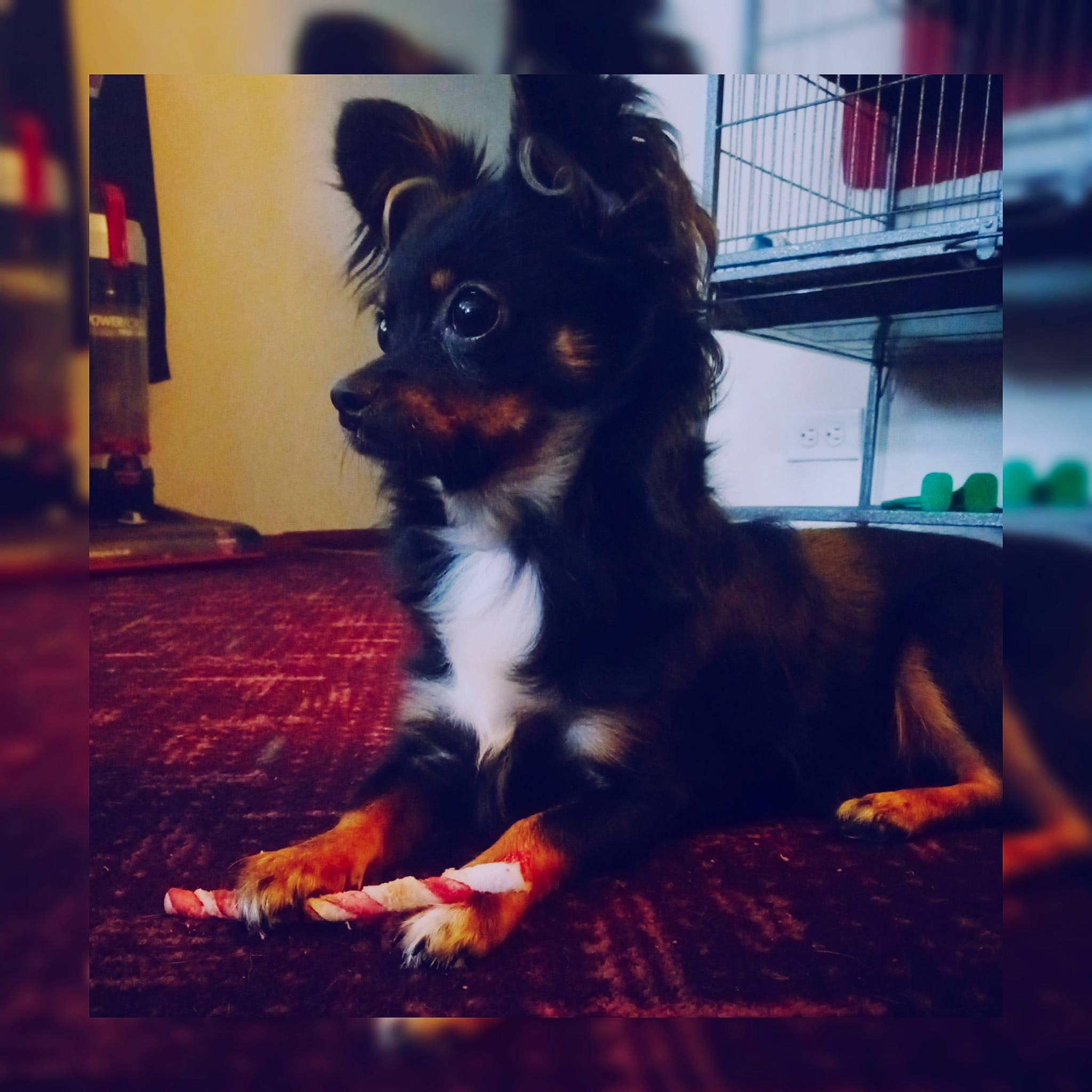 Debo is registered to the contest to win money with this photo: canidae, carnivore, companion_dog, dog, dog_breed, dog_supply, fawn, flooring, fur, paw, snout, sporting_group, square, tail, tints_and_shades, toy_dog, whiskers, wood, working_animal, working_dog