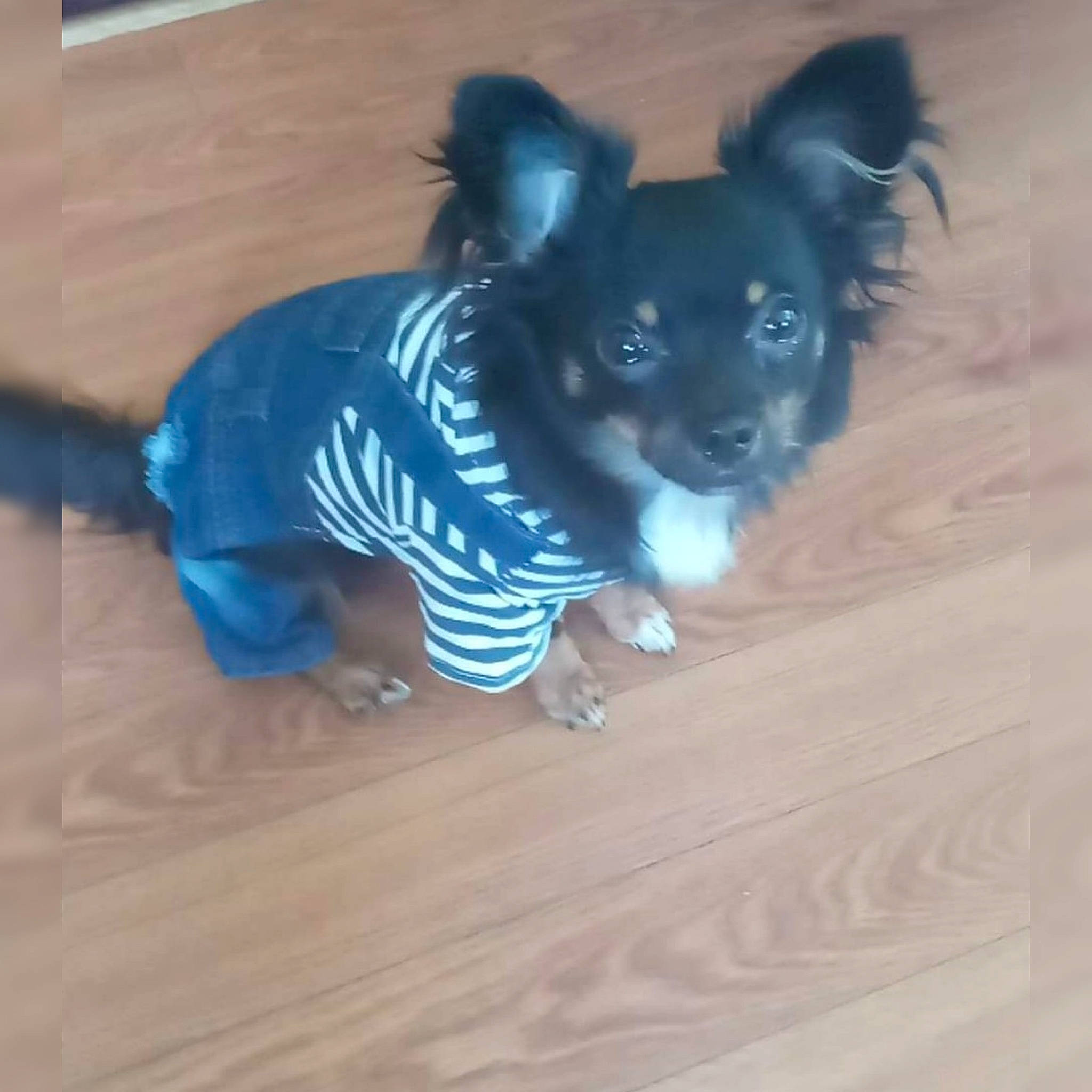 Debo is registered to the contest to win money with this photo: canidae, carnivore, chihuahua, companion_dog, dog, dog_breed, dog_supply, electric_blue, fawn, flooring, fur, hardwood, head, snout, sporting_group, tail, toy_dog, whiskers, wood, working_animal