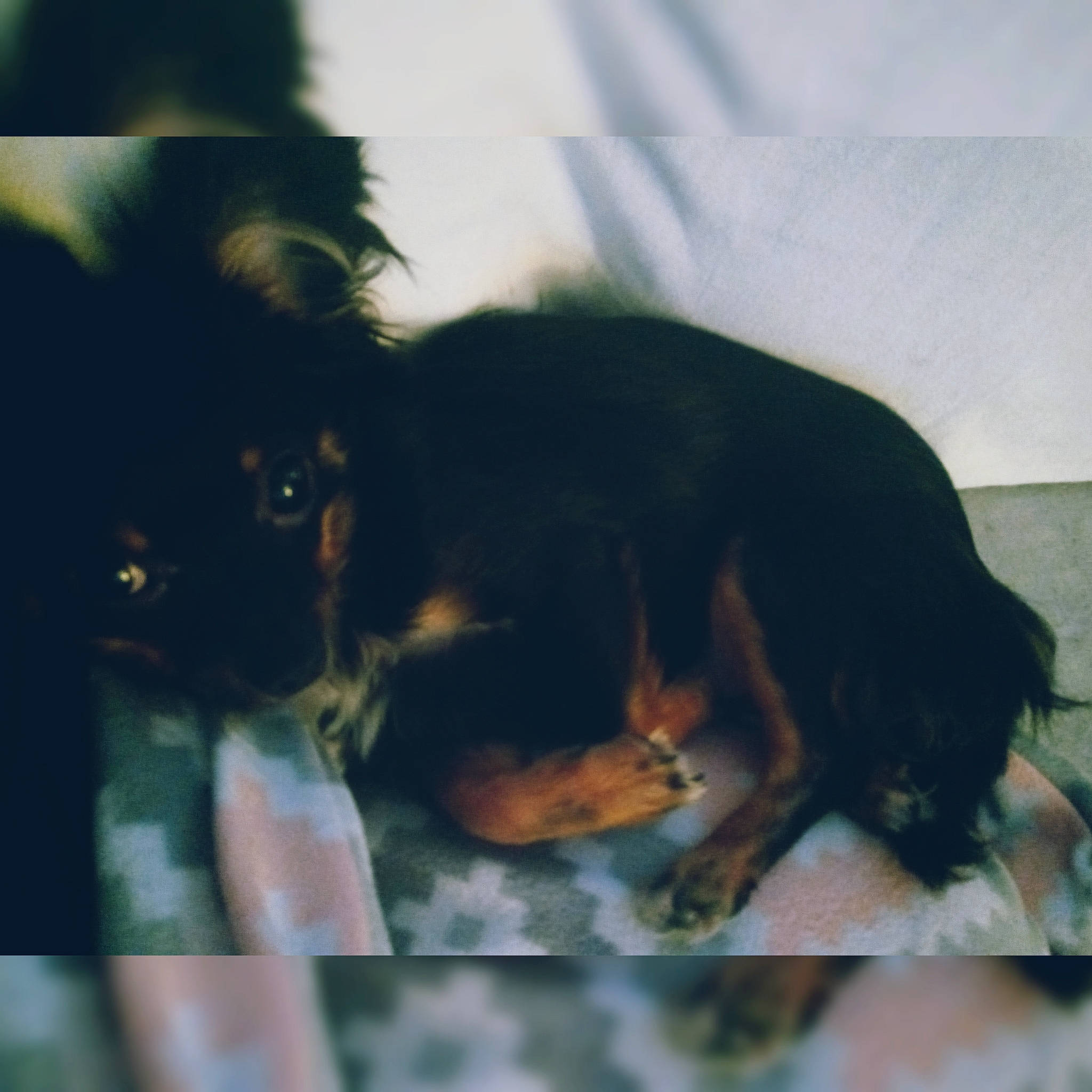 Debo joined the competition — help win amazing prizes! canidae, carnivore, companion_dog, dog, dog_breed, fawn, fur, liver, mammal, paw, snout, sporting_group, tail, terrestrial_animal, tints_and_shades, toy_dog, vertebrate, working_animal, working_dog