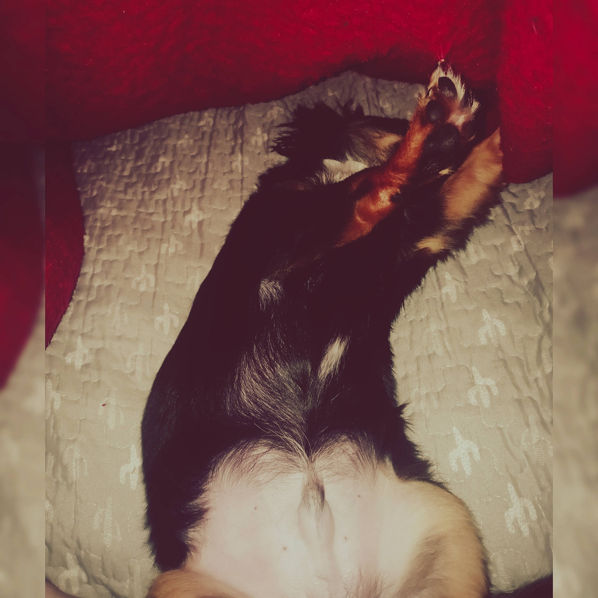 Debo joined the competition — help win amazing prizes! canidae, carnivore, comfort, companion_dog, dog, dog_breed, ear, fawn, felidae, fur, liver, paw, small_to_medium_sized_cats, snout, sporting_group, tail, tints_and_shades, toy_dog, whiskers, working_animal