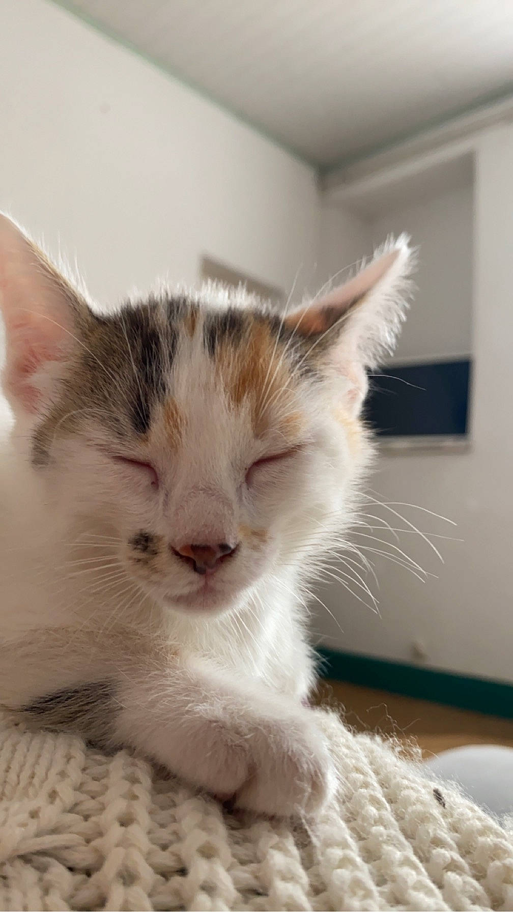 Mila participe au concours pour gagner de l'argent avec cette photo : carnivore, cat, claw, comfort, domestic_short_haired_cat, felidae, fur, paw, small_to_medium_sized_cats, snout, tail, whiskers, window