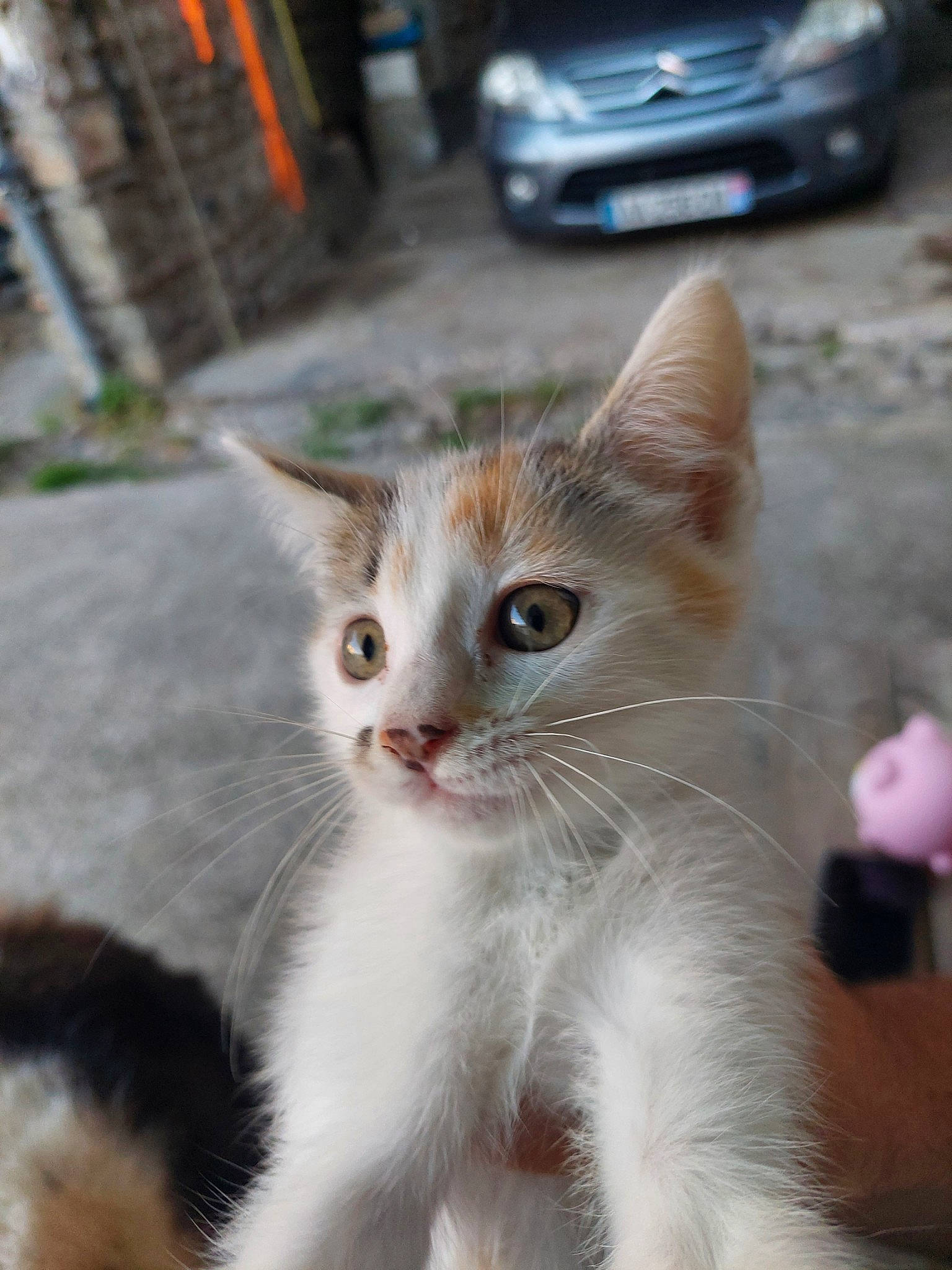 Mila a rejoint le concours — aidez-le/la à gagner de superbes lots ! automotive_lighting, car, carnivore, cat, domestic_short_haired_cat, fawn, felidae, fur, iris, plant, small_to_medium_sized_cats, snout, tail, tire, vehicle, vehicle_registration_plate, wheel, whiskers, white, window