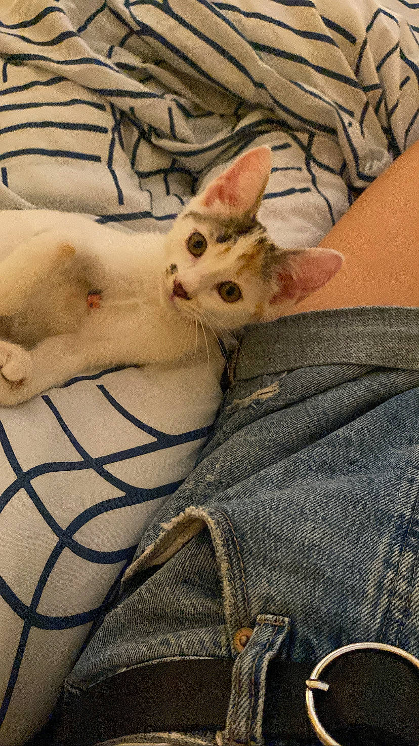 Mila participe au concours pour gagner de l'argent avec cette photo : carnivore, cat, claw, comfort, denim, domestic_short_haired_cat, eye, fawn, felidae, fur, human_leg, linens, pattern, paw, small_to_medium_sized_cats, snout, tail, textile, whiskers, wood