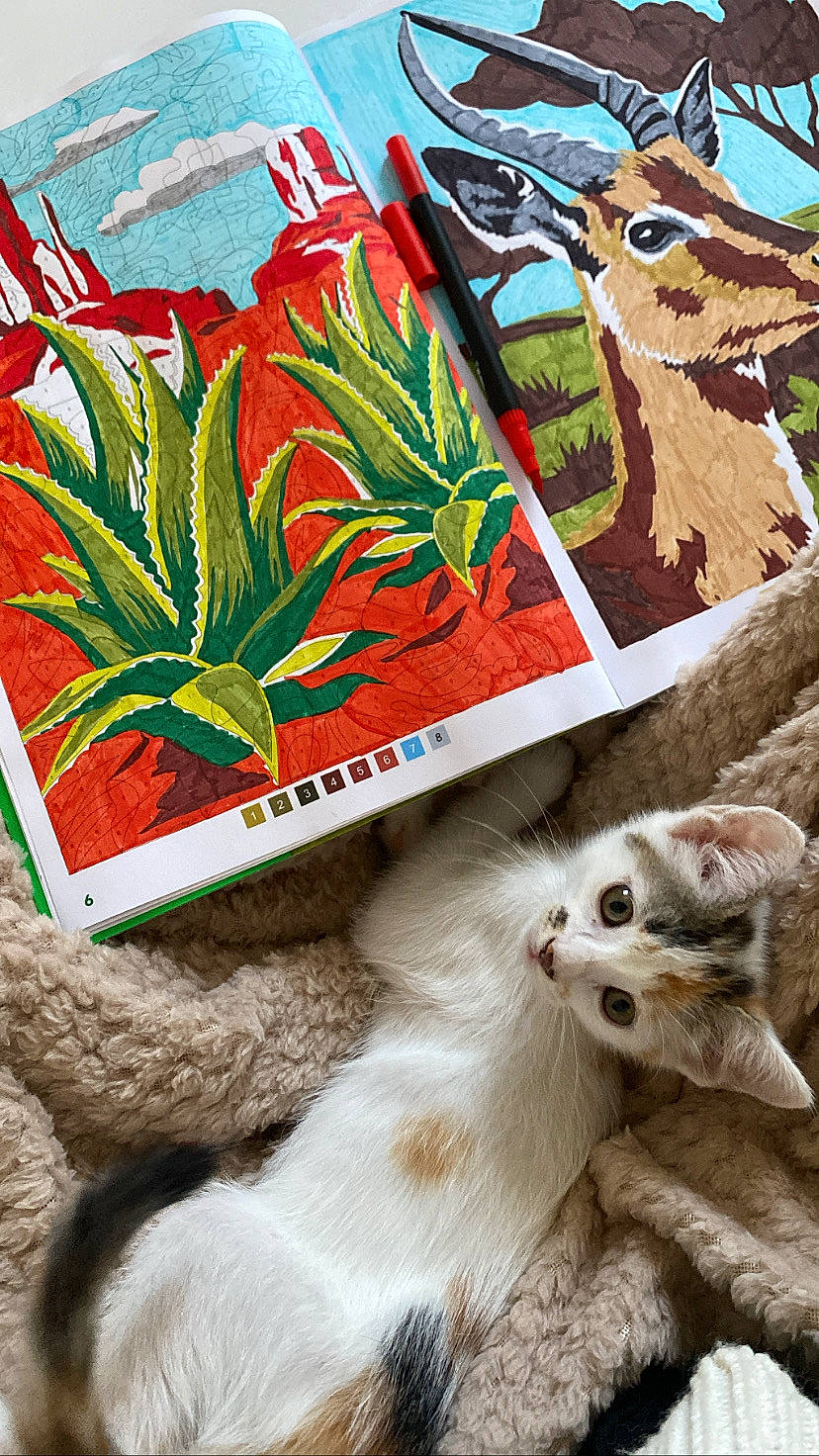 Mila participe au concours pour gagner de l'argent avec cette photo : arecales, art, cat, deer, domestic_short_haired_cat, fawn, felidae, font, fur, herb, illustration, natural_foods, paw, photo_caption, plant, poster, small_to_medium_sized_cats, tail, terrestrial_animal, whiskers
