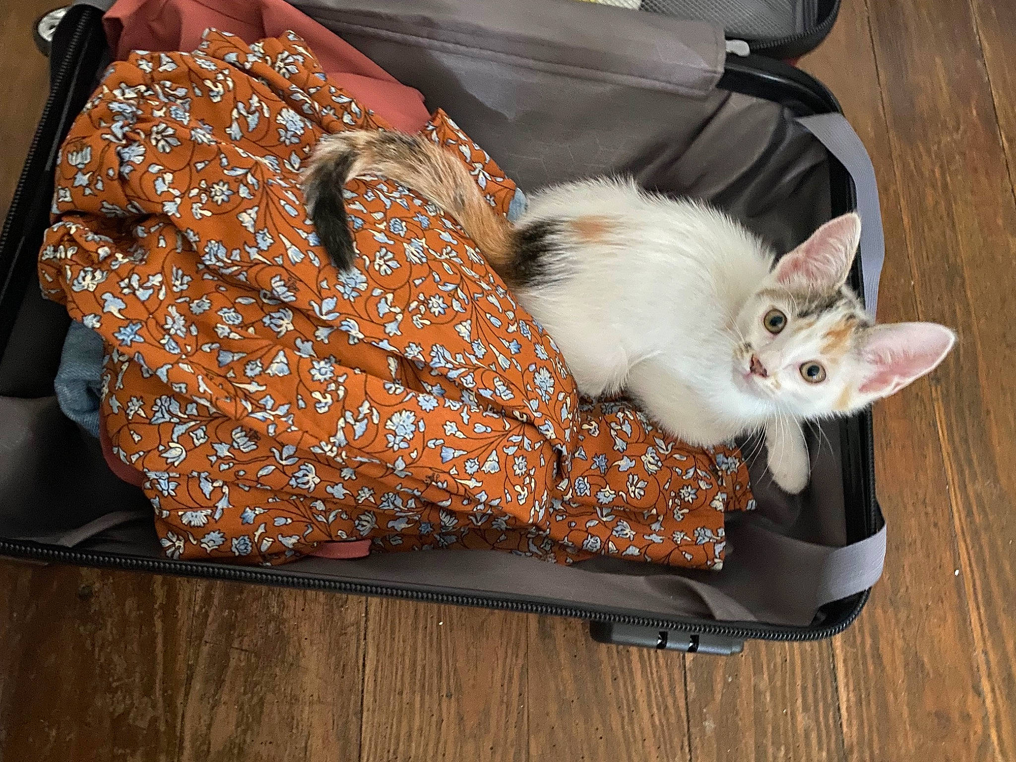 Mila participe au concours pour gagner de l'argent avec cette photo : bag, baggage, basket, box, carnivore, cat, cat_supply, comfort, companion_dog, couch, fashion_accessory, fawn, felidae, fur, hardwood, luggage_and_bags, pet_supply, shoulder_bag, small_to_medium_sized_cats, whiskers