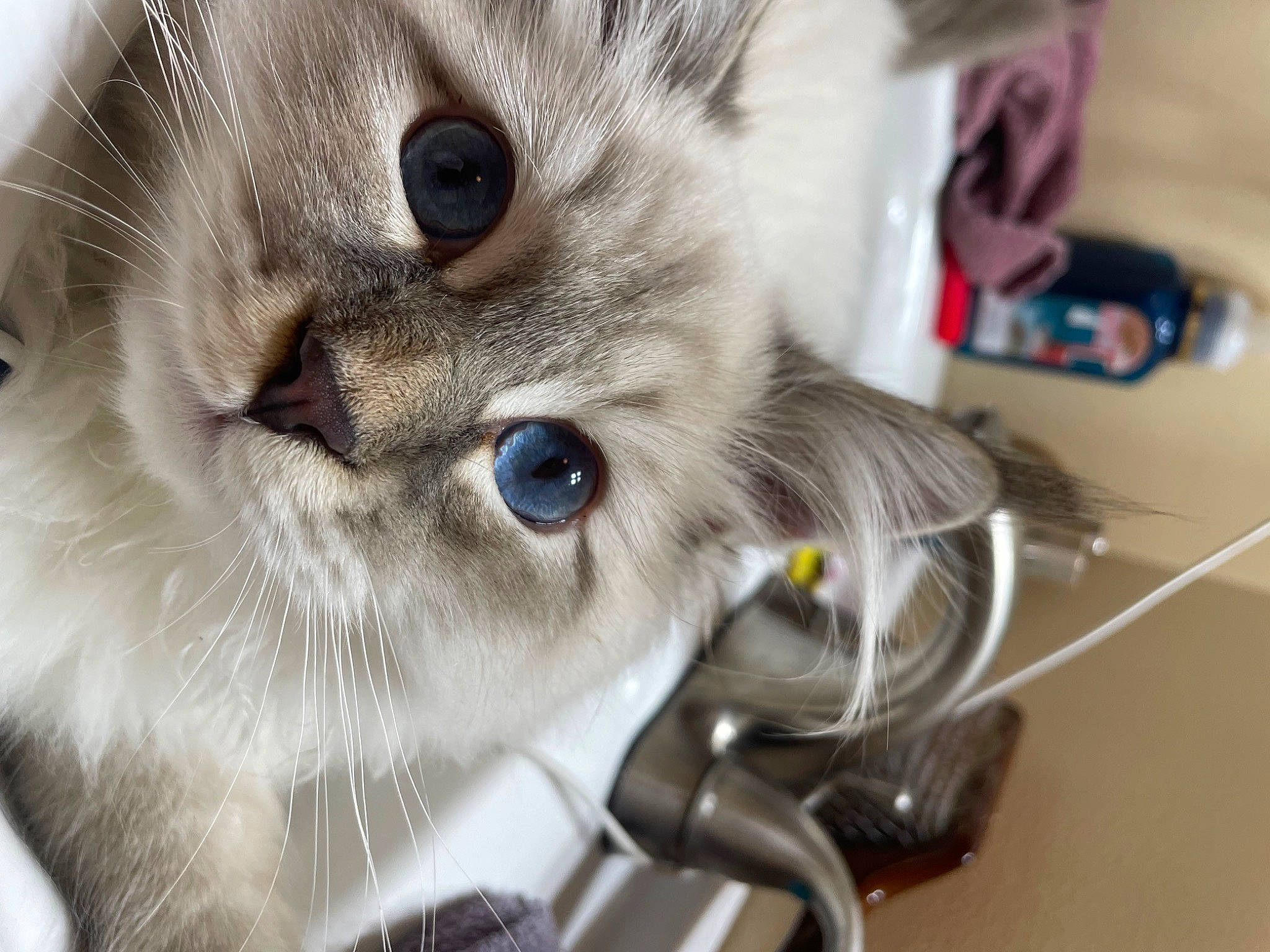 Bennie joined the competition — help win amazing prizes! balinese, birman, box, carnivore, cat, domestic_short_haired_cat, ear, eyelash, felidae, fur, small_to_medium_sized_cats, snout, thai, whiskers