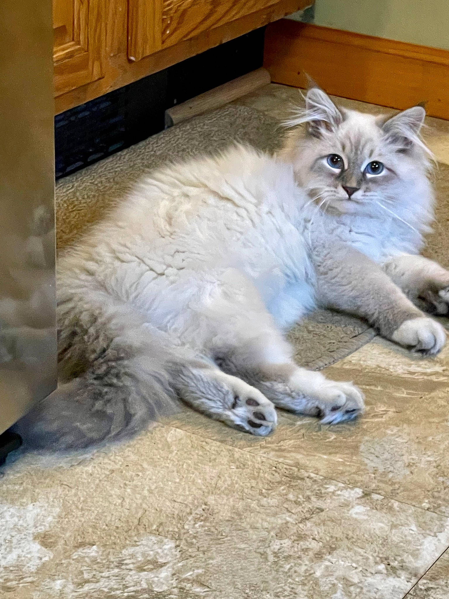 Bennie joined the competition — help win amazing prizes! british_longhair, cabinetry, carnivore, cat, claw, domestic_short_haired_cat, drawer, felidae, flooring, fur, grey, hardwood, paw, small_to_medium_sized_cats, snout, tail, terrestrial_animal, whiskers, wood