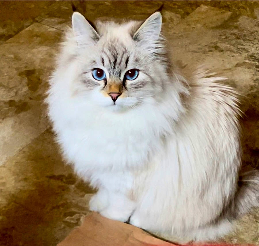 Chloé joined the competition — help win amazing prizes! british_longhair, carnivore, cat, eye, felidae, fur, hair, head, paw, ragdoll, small_to_medium_sized_cats, snout, terrestrial_animal, whiskers