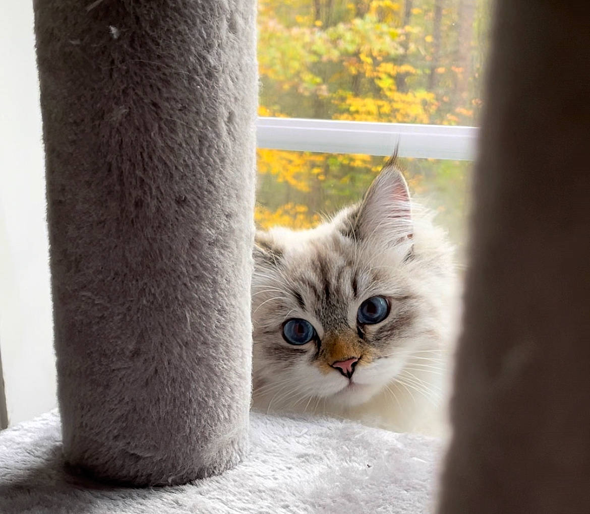 Chloé joined the competition — help win amazing prizes! carnivore, cat, claw, domestic_short_haired_cat, door, fawn, felidae, fur, paw, photo_caption, plant, small_to_medium_sized_cats, snout, tail, tree, trunk, twig, whiskers, window, wood