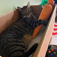 Max joined the competition — help win amazing prizes! tabby_cat, cat, cardboard_box, plush_toy, carrot_toy, indoor, pet, relaxed, feline, striped, cuddle, toy, gaming_controller, cozy, wall, resting, domestic_cat, fur, animal, cute